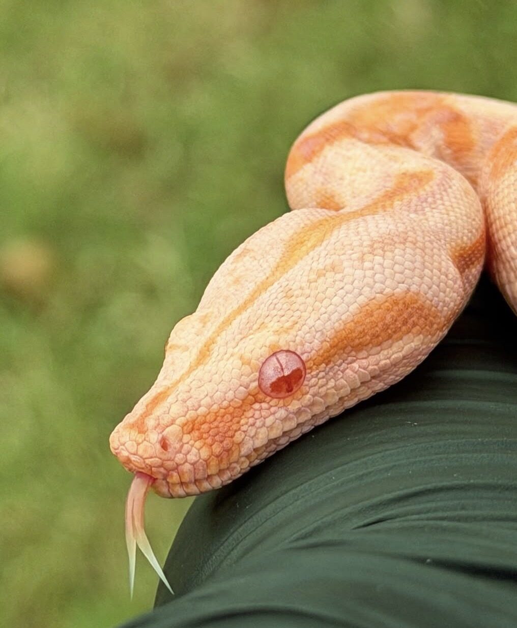 Alaya close-up