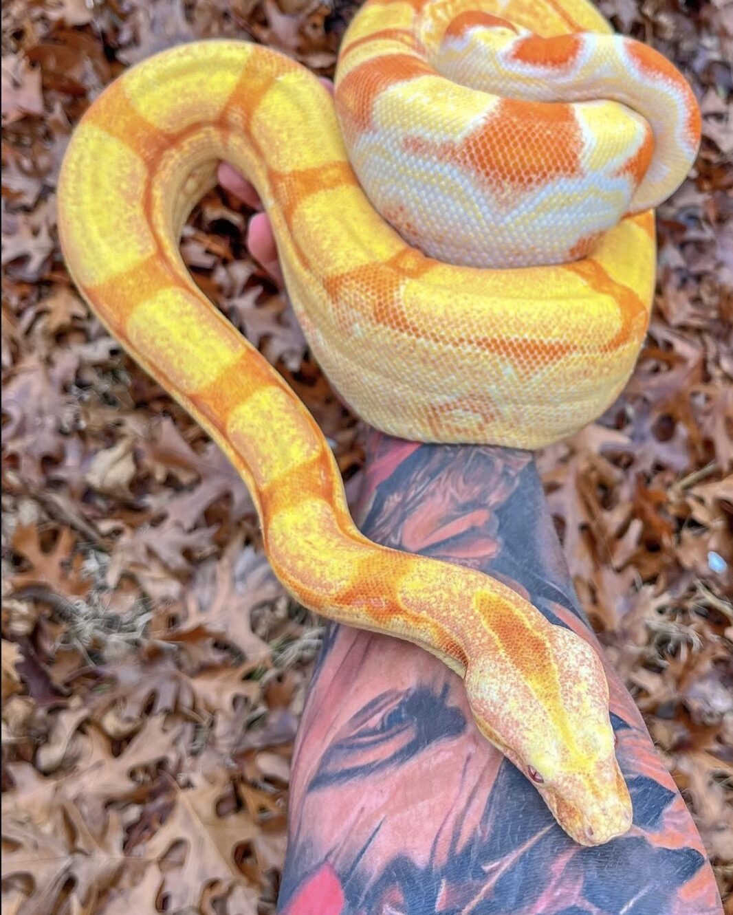 Apollo the albino boa draped over Gilly's arm