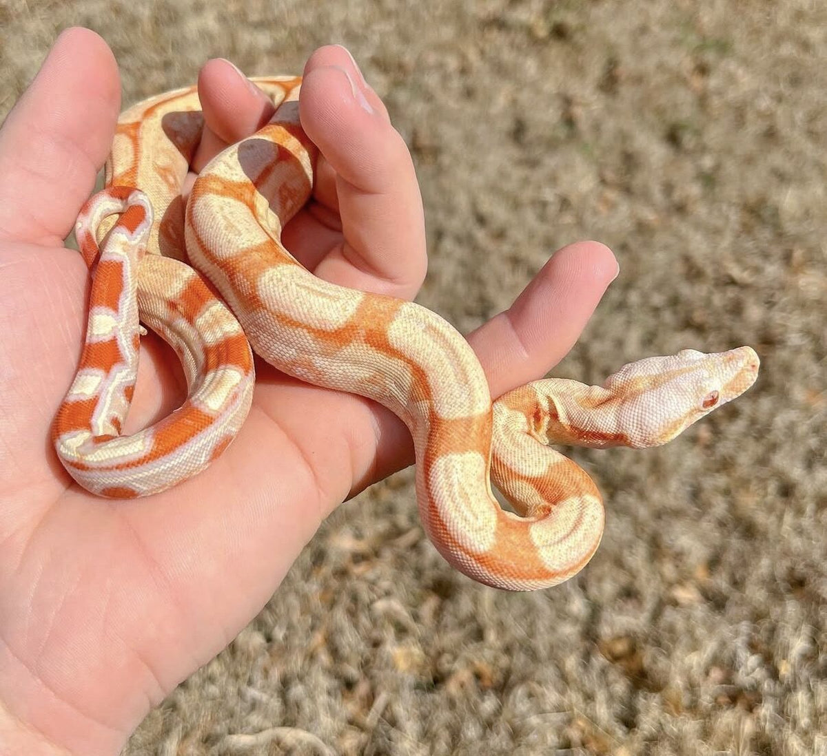 Baby Apollo in Gilly's hand