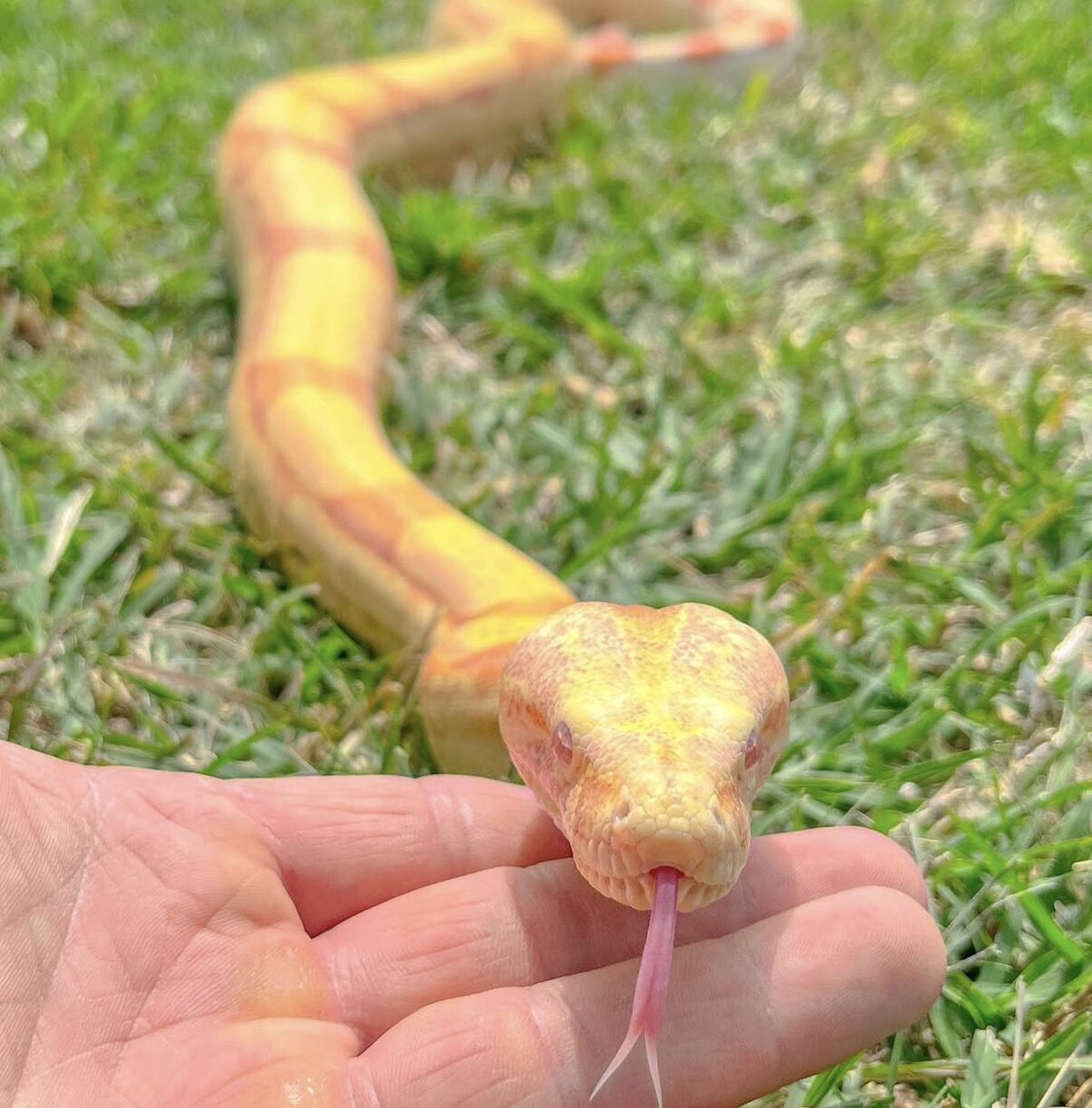 Apollo resting his head on Gilly's hand
