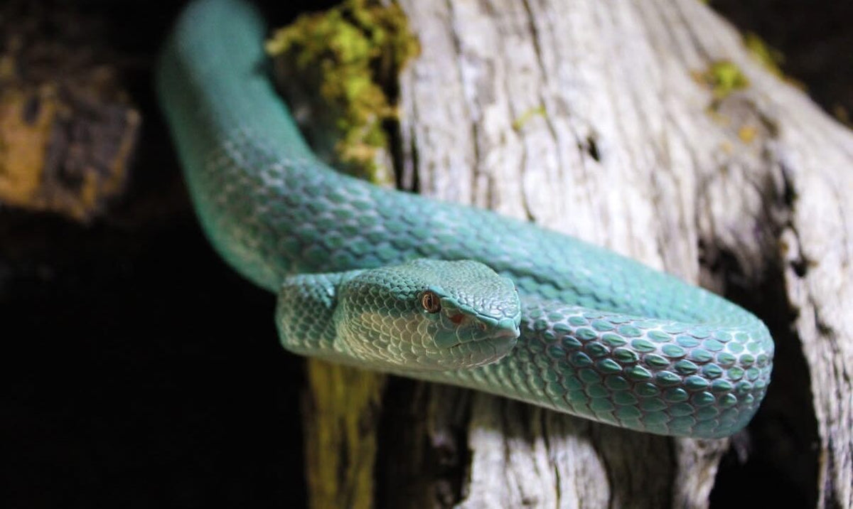 Arcadia the island pit viper on a branch