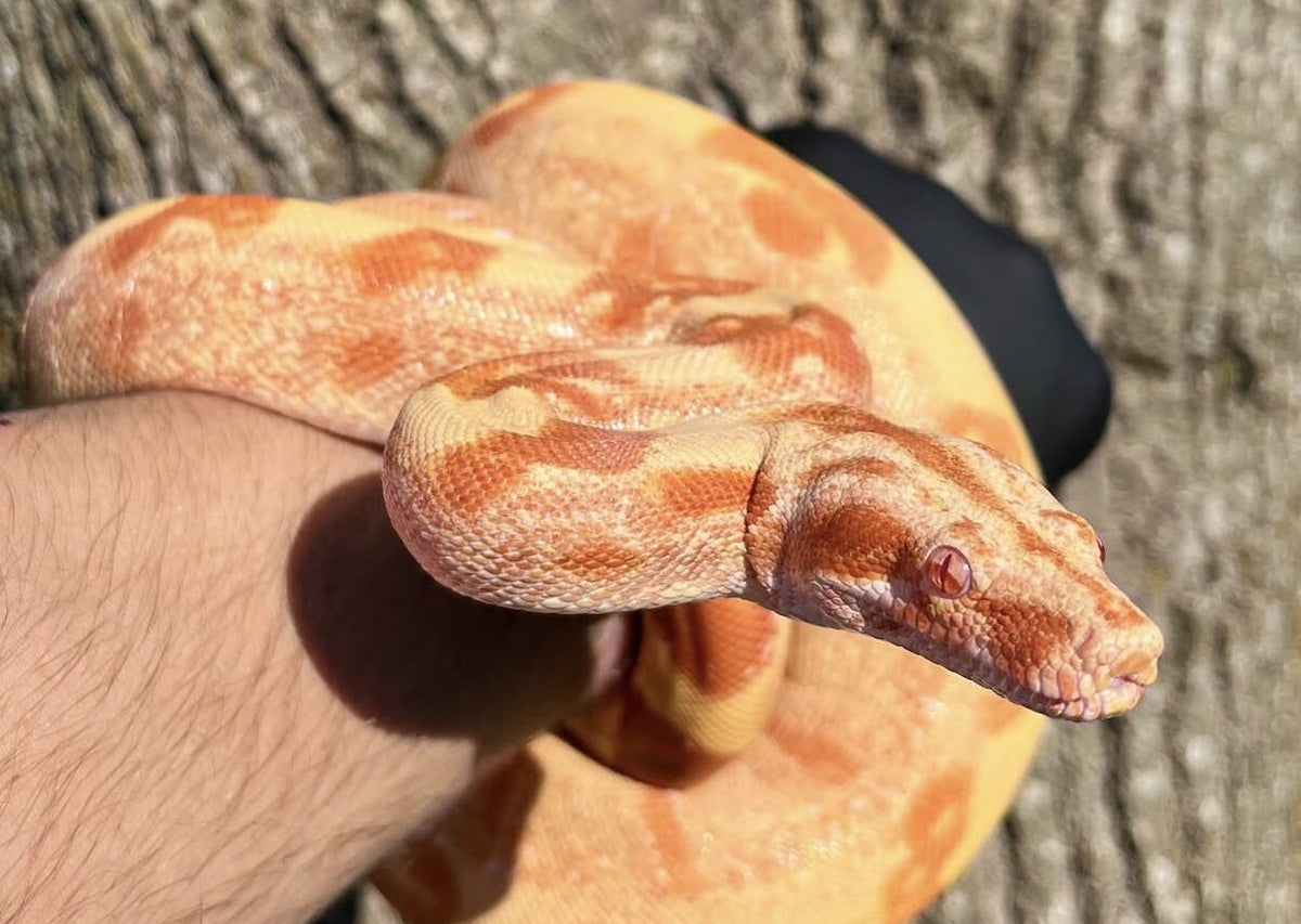 Bevo the Sunglow boa on an arm