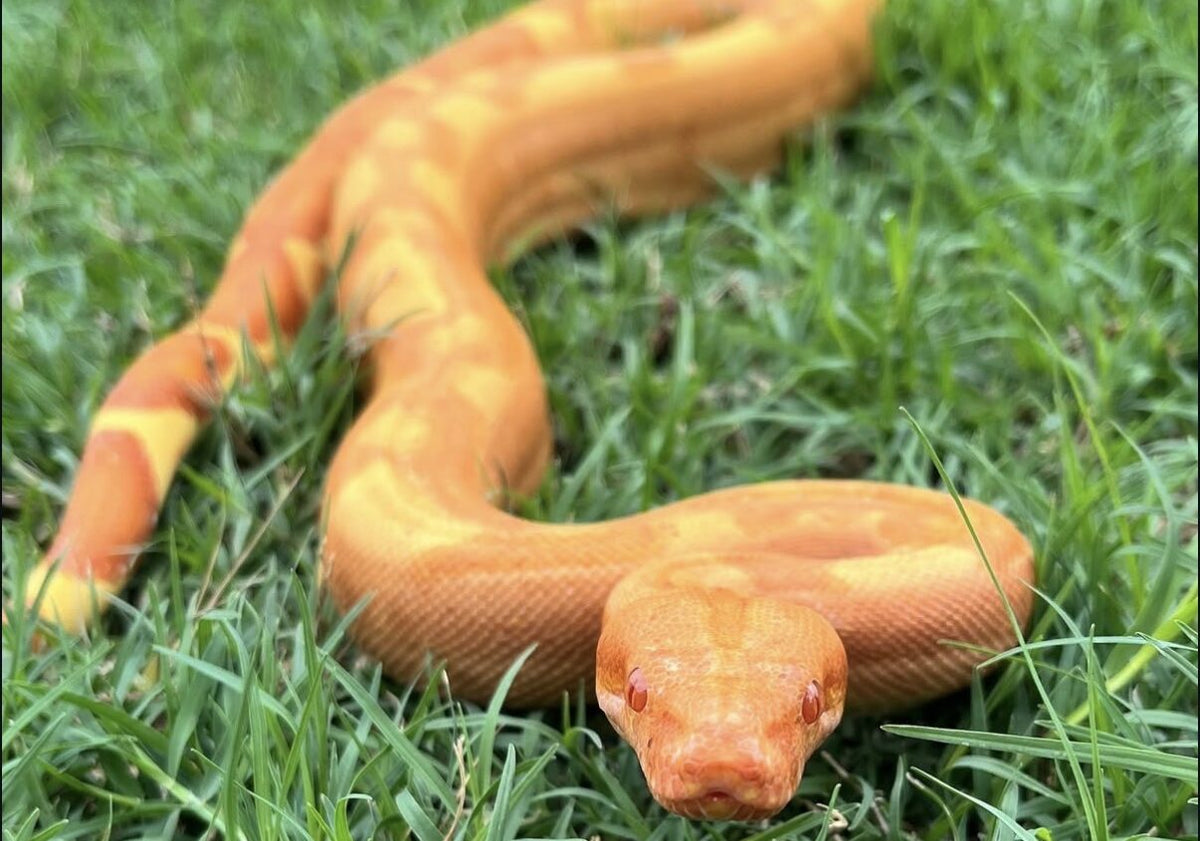 Blaze the boa in the grass