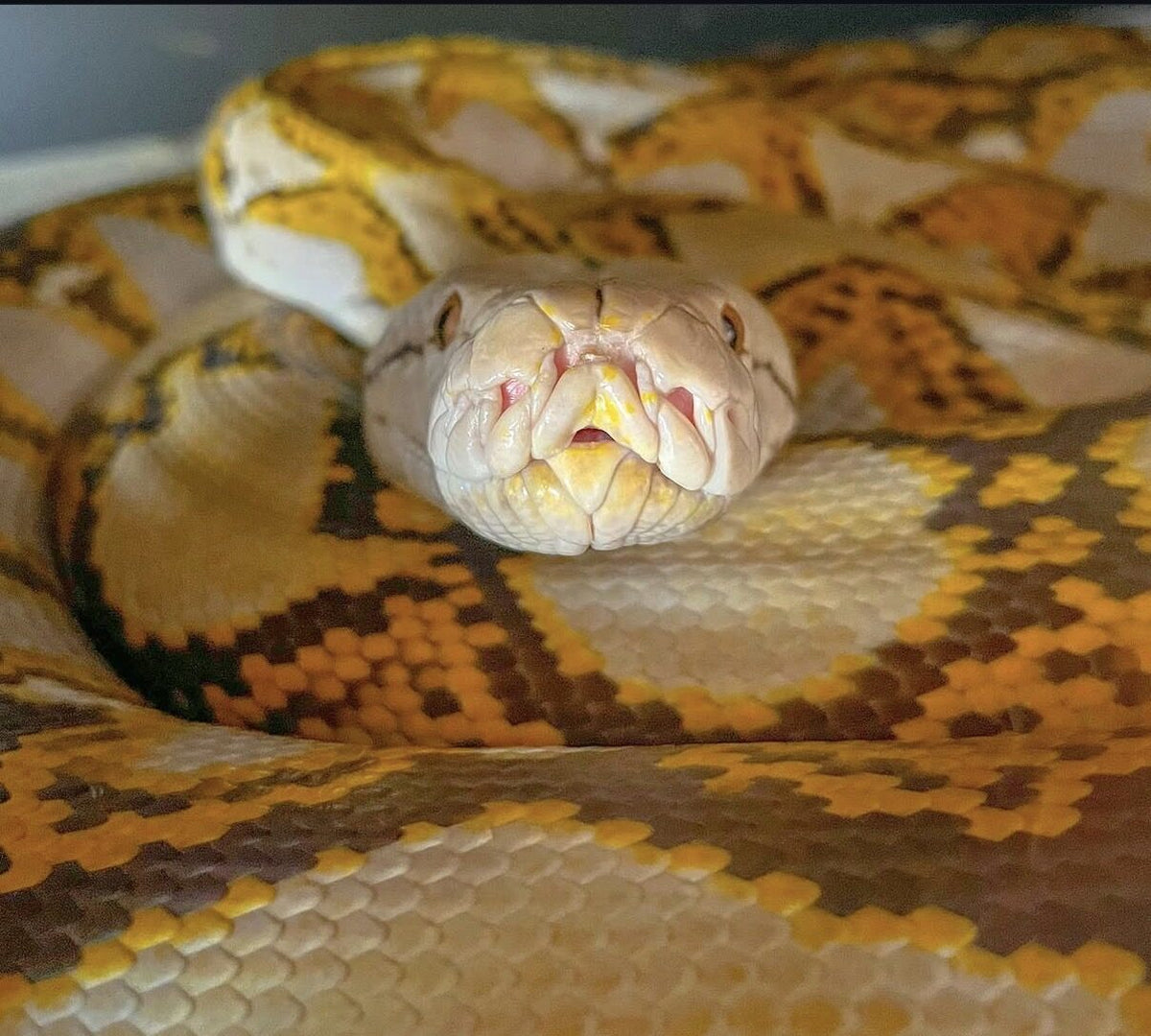 Cocoa the reticulated python close-up