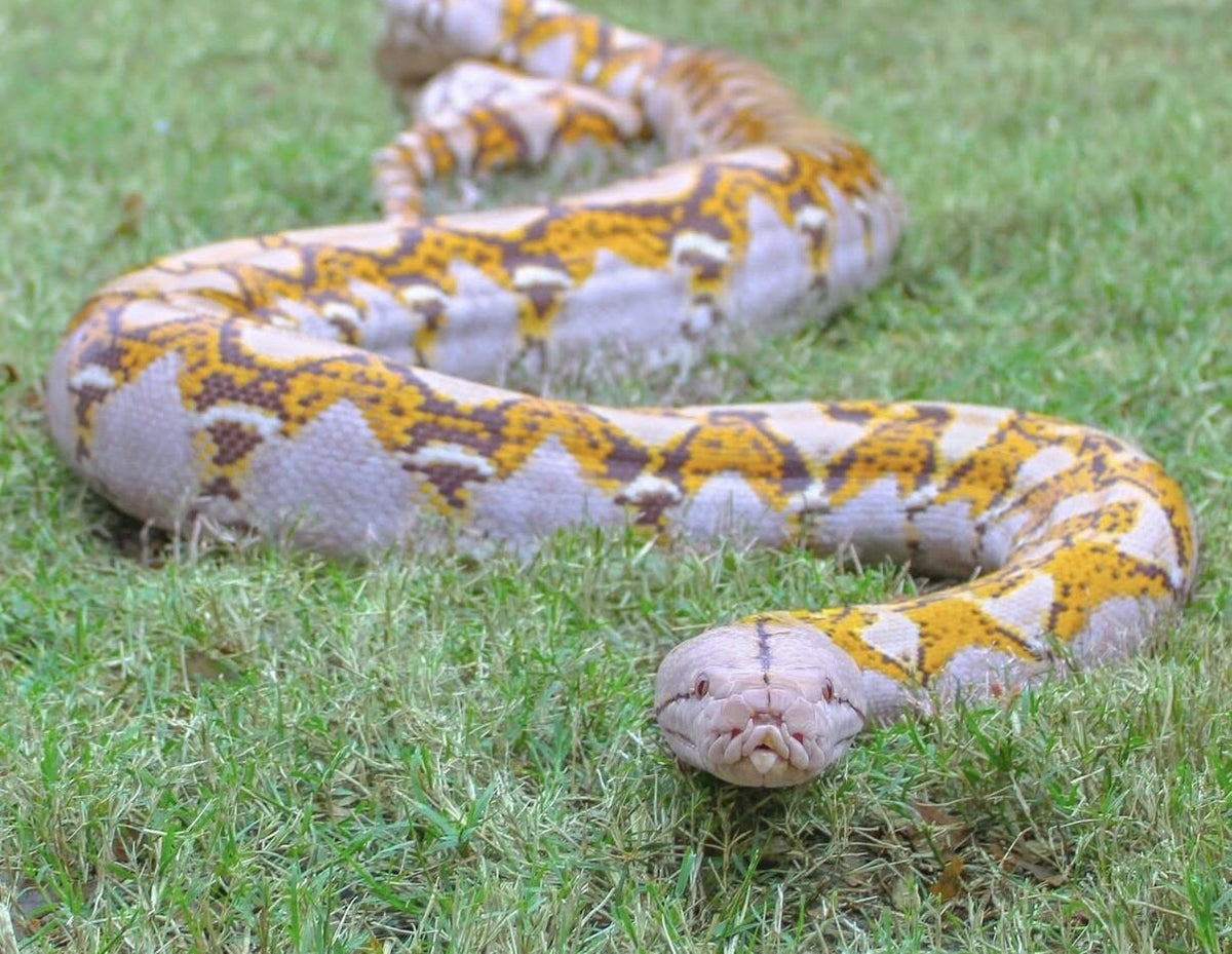 Cocoa stretched out on the grass