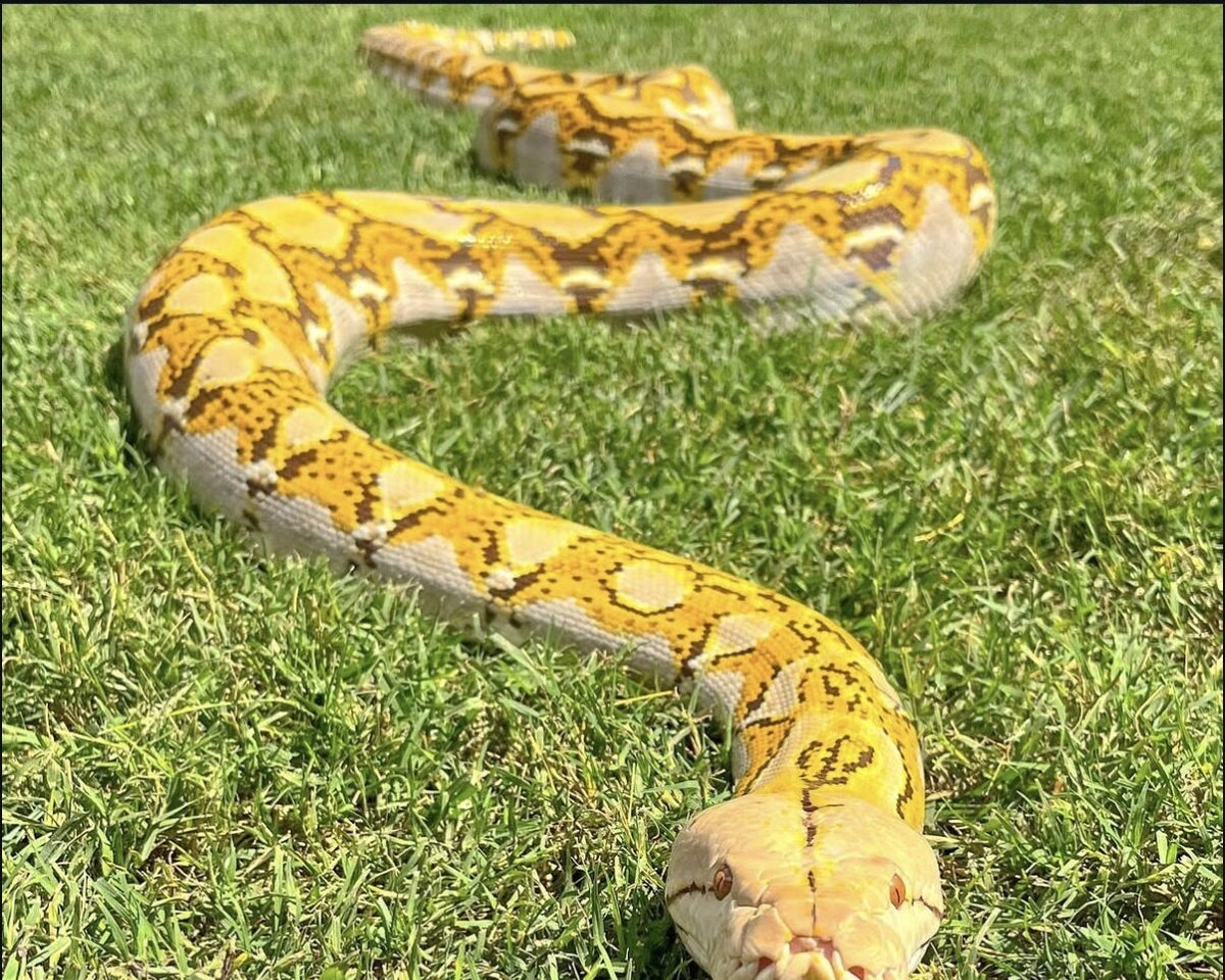 Cocoa on the grass