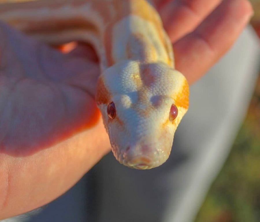 Dahlia the Sunglow boa up close