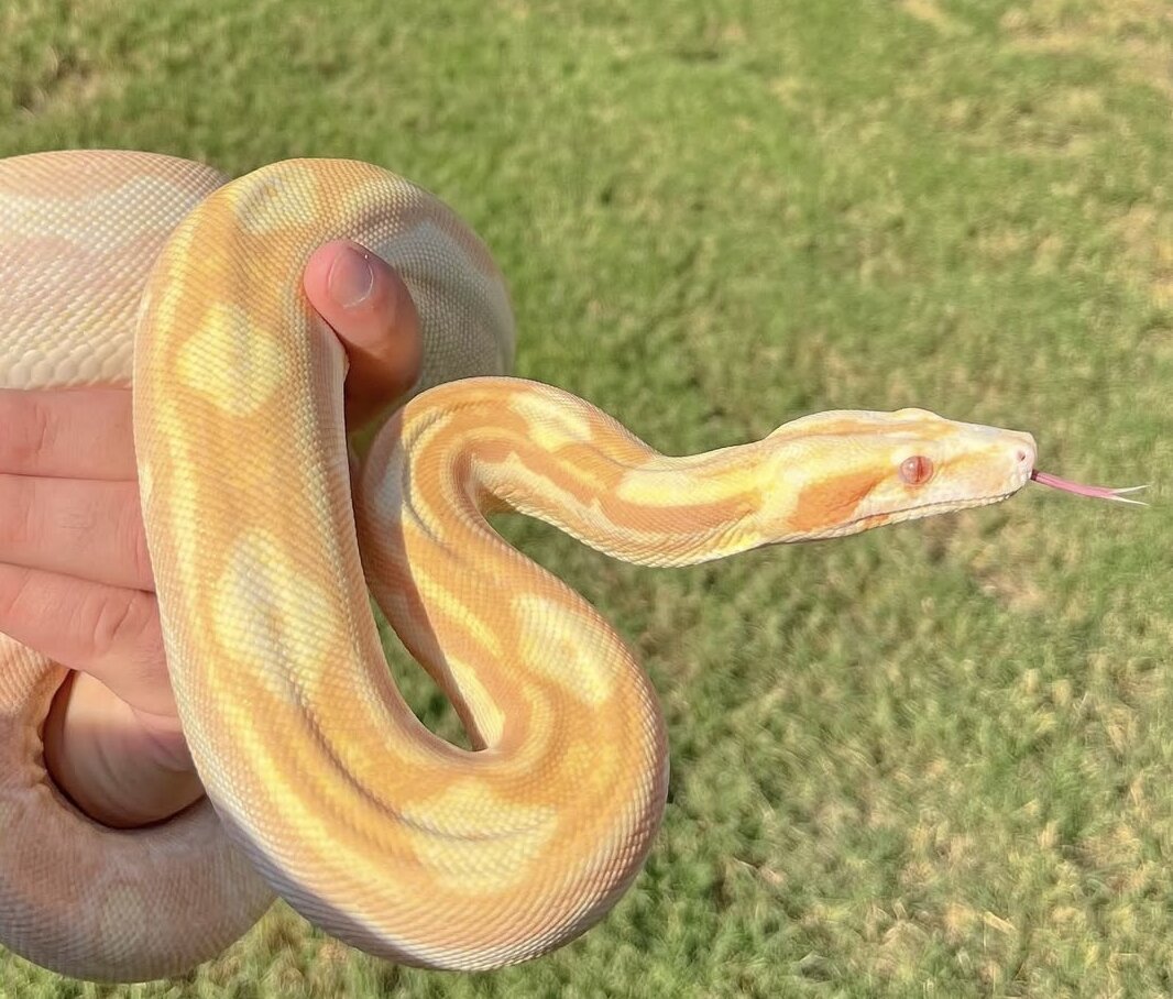 Dahlia flicking her tongue in hand