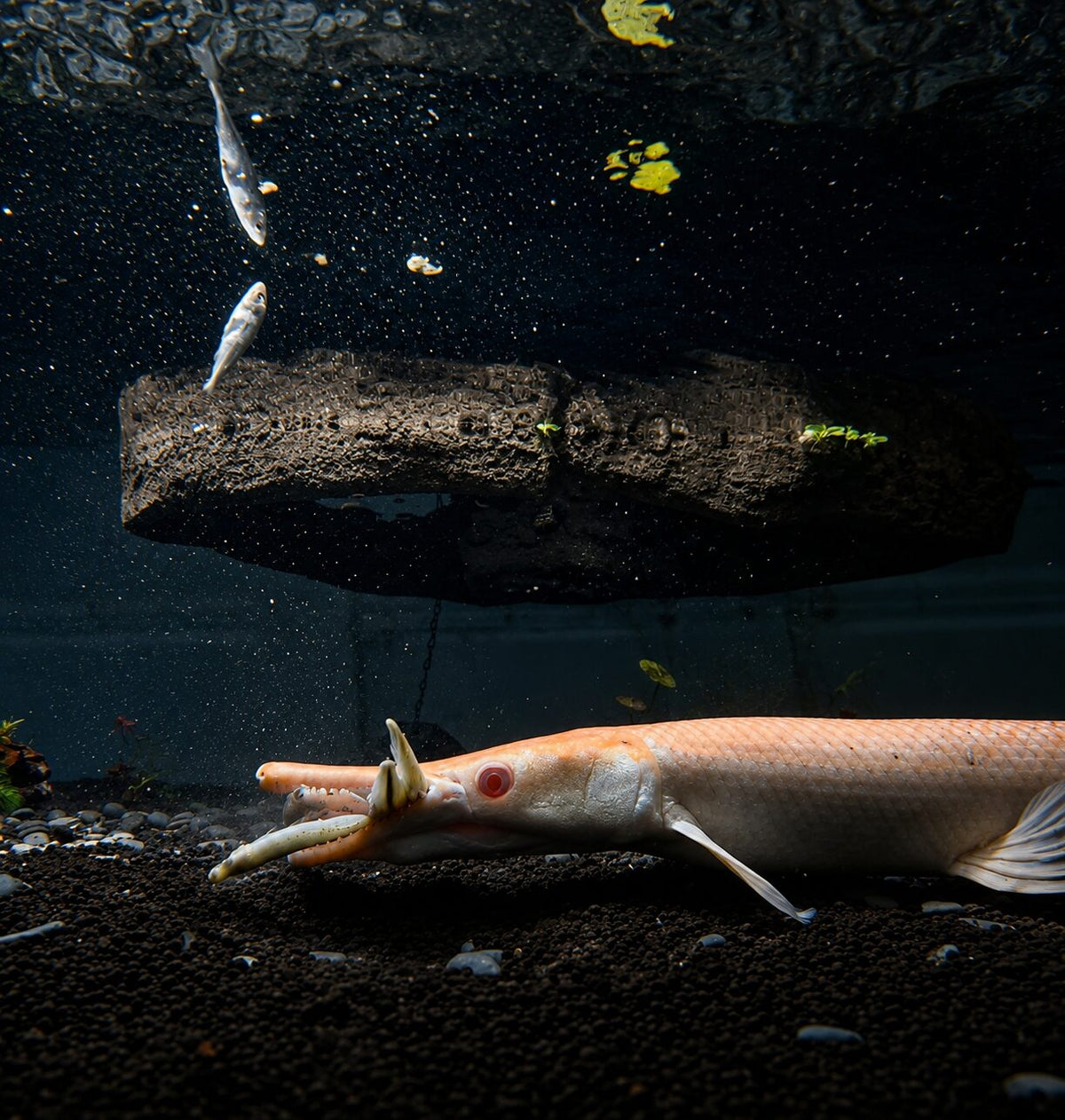Gary the albino alligator gar eating