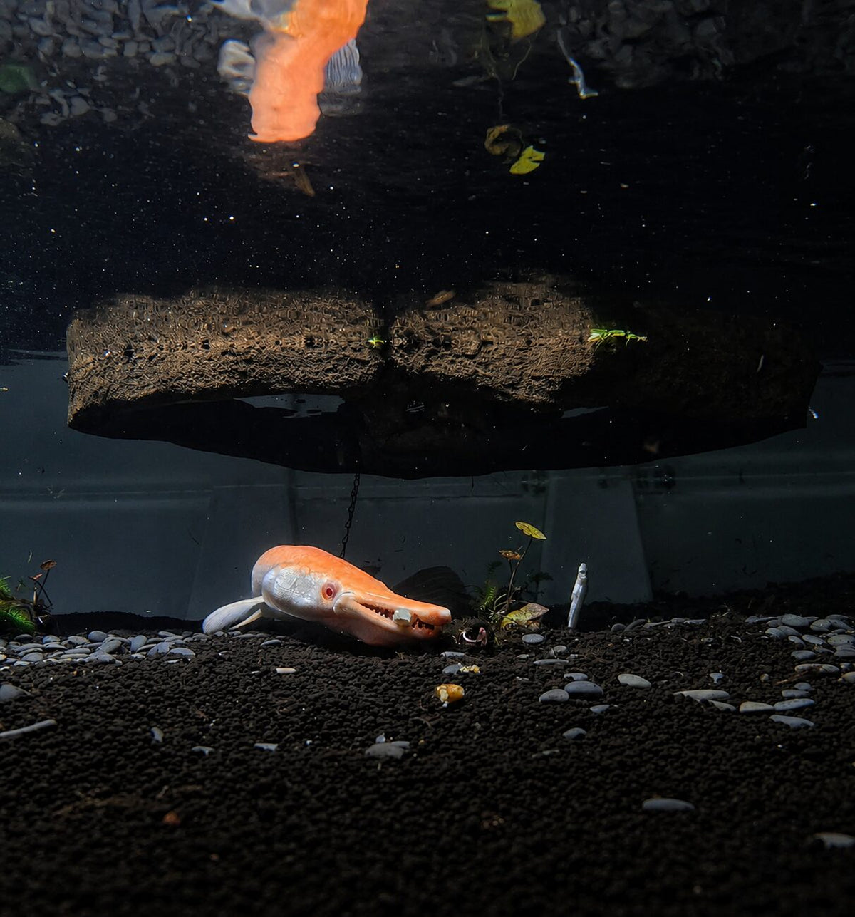 Gary and his reflection