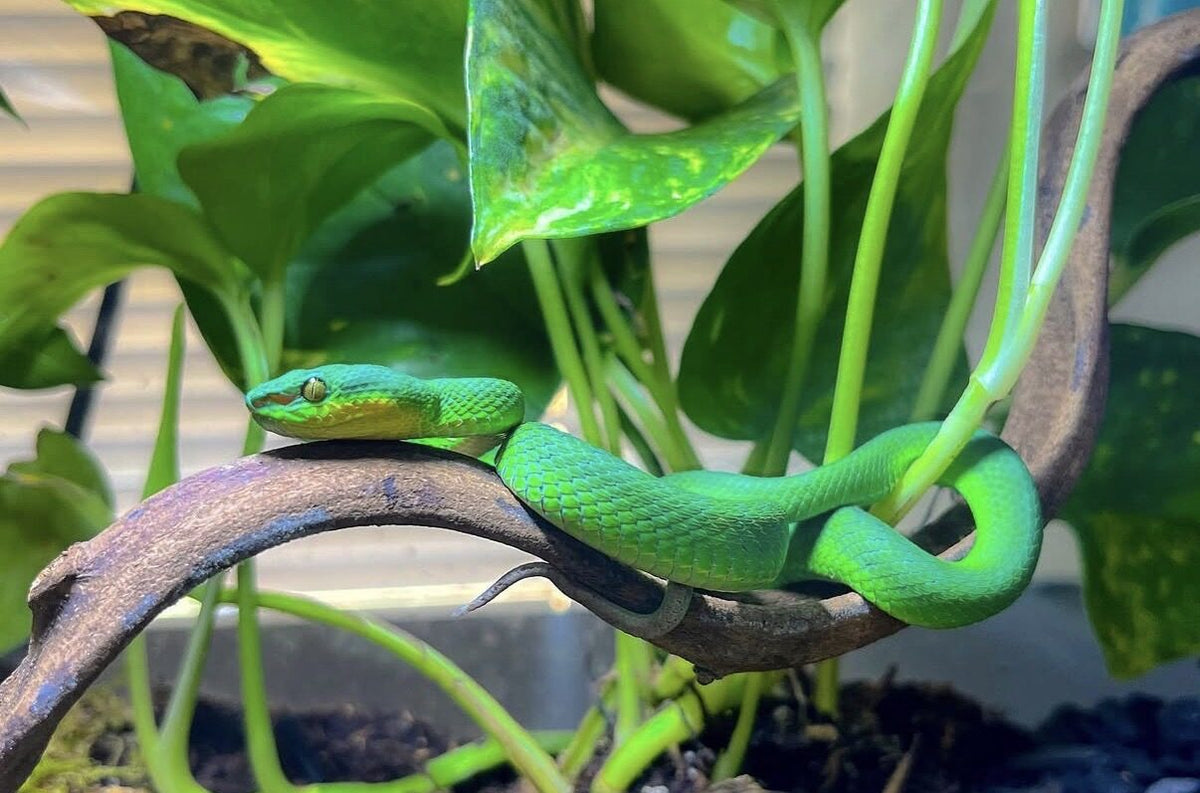 Jade the green island pit viper on a branch