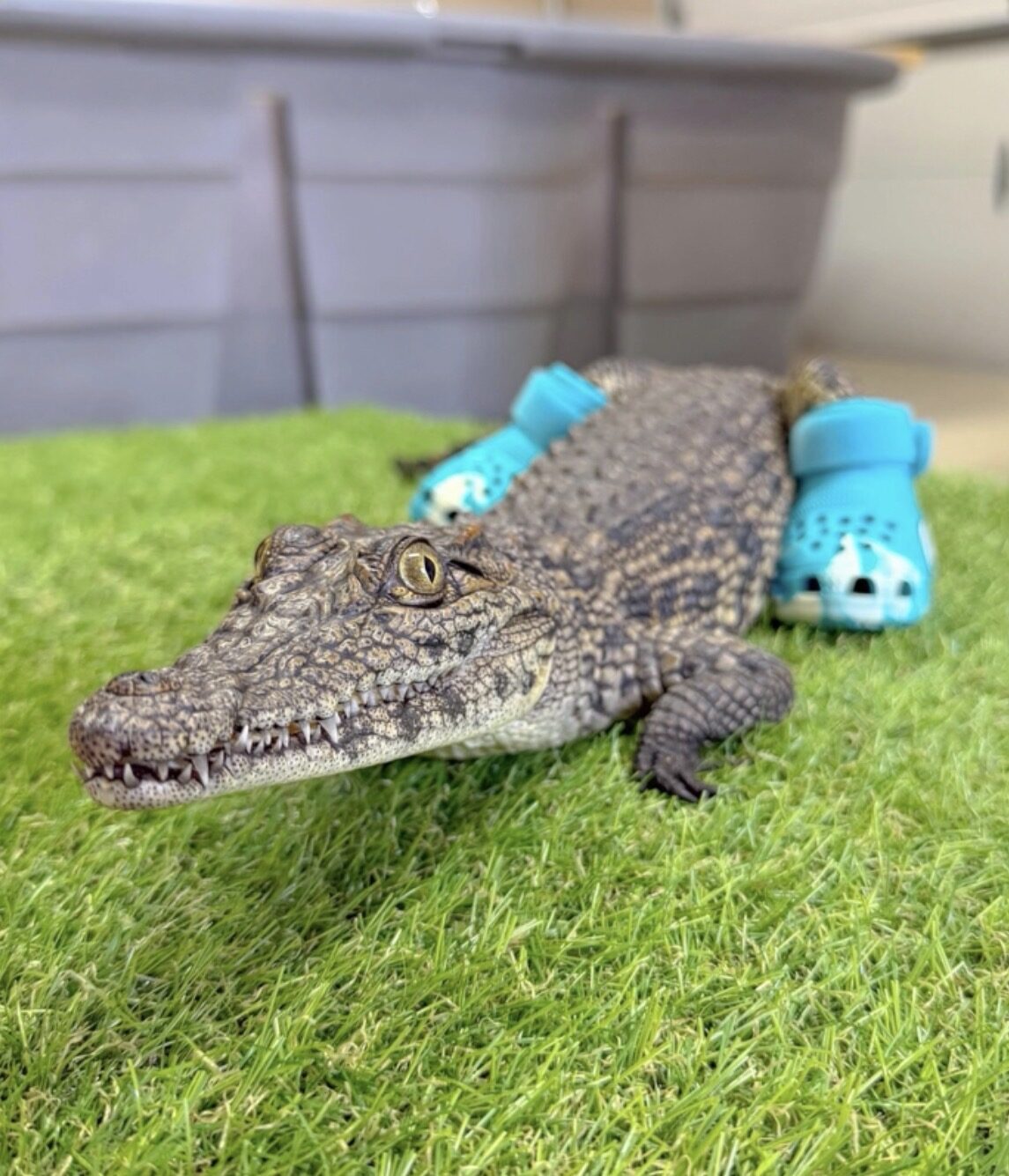 Jefe the Nile crocodile with Crocs