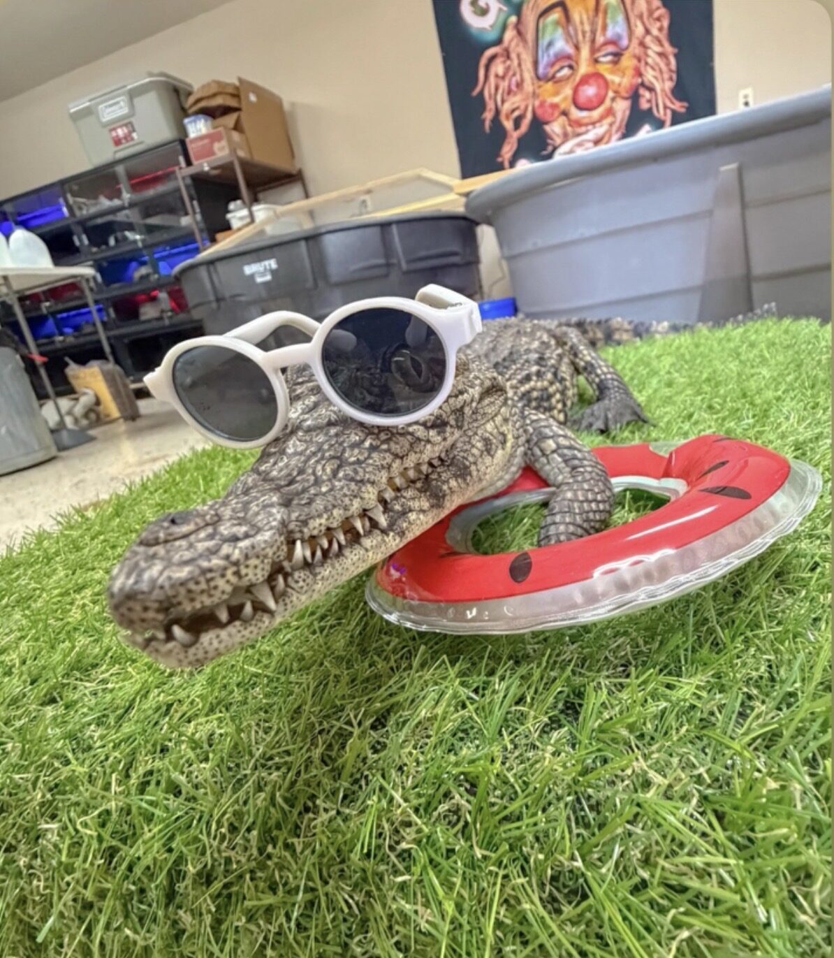 Jefe in sunglasses with a floatie