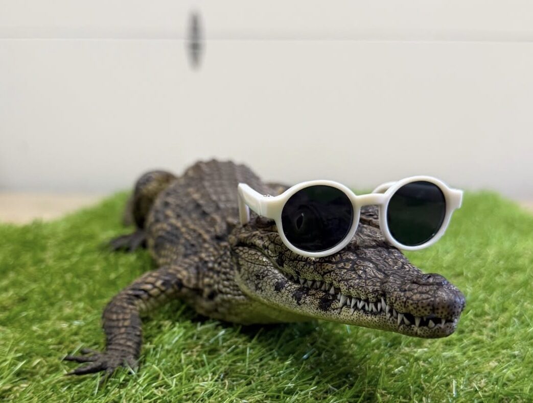 Jefe in sunglasses