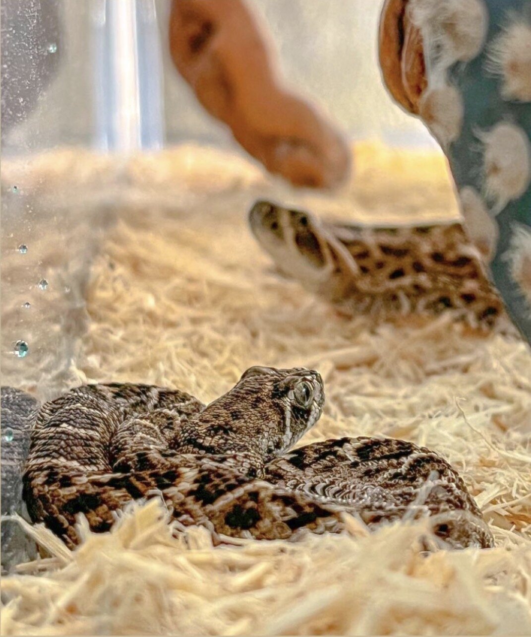 Jessie and James on bedding
