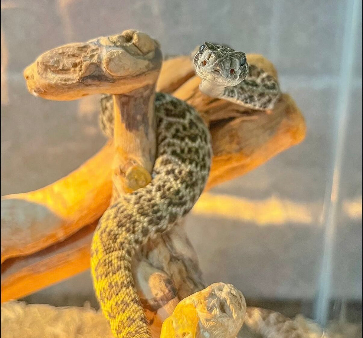 Western diamondback looking up from a branch