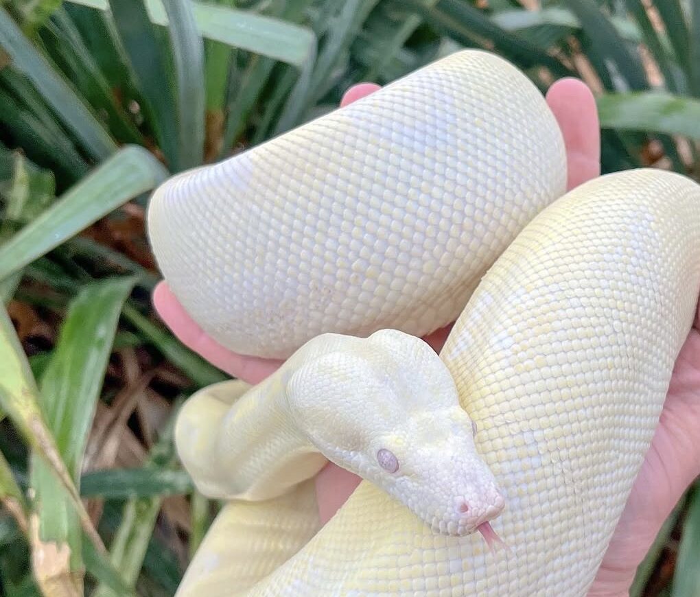 Luna the Jungle Moonglow boa coiled in a hand