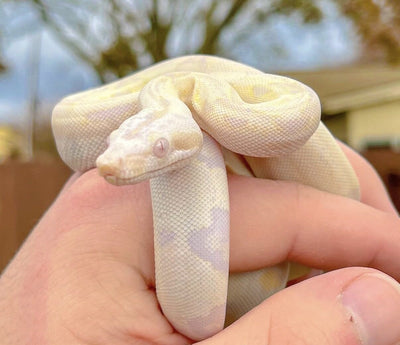 Luna