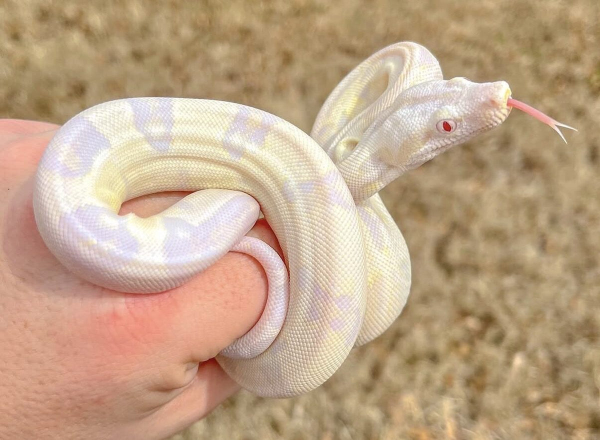 Young Luna flicking her tongue