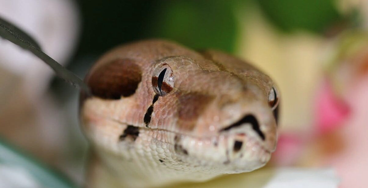 Rose the boa close-up