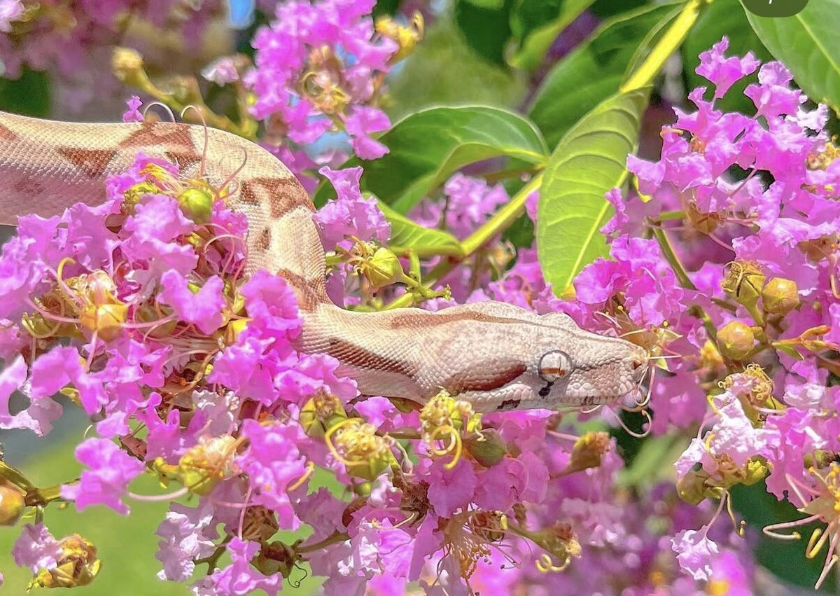 Rose among pink flowers