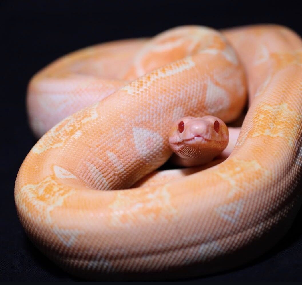 Ryu the Red Dragon boa coiled on black