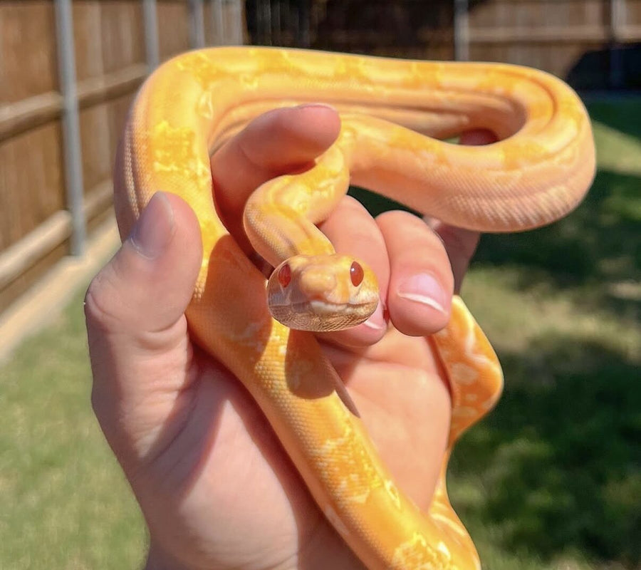 Ryu posing in Gilly's hand