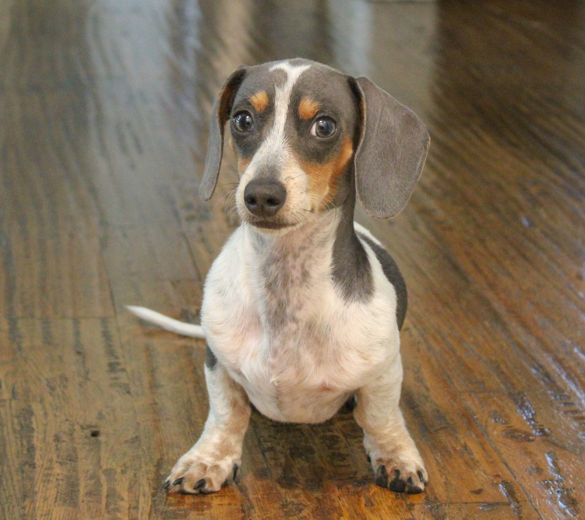 Sammy the blue piebald dachshund