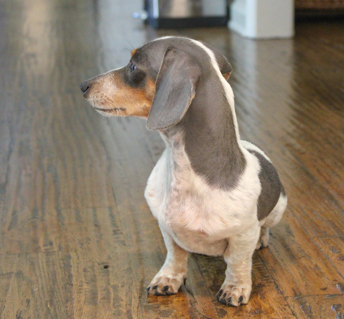Sammy the blue piebald dachshund in profile