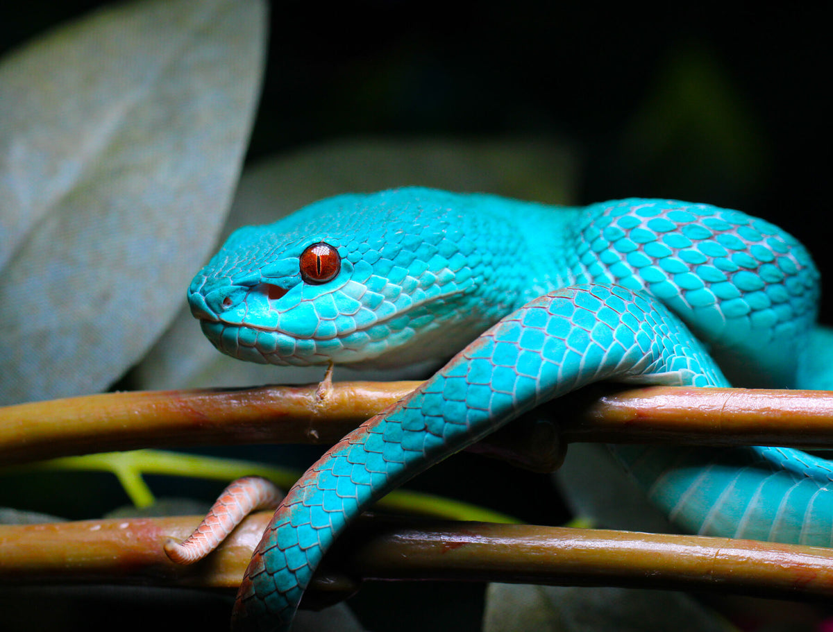 Sky the teal pit viper on a branch
