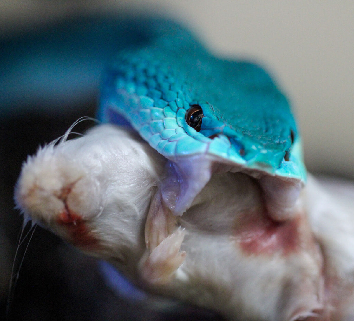 Sky eating a mouse