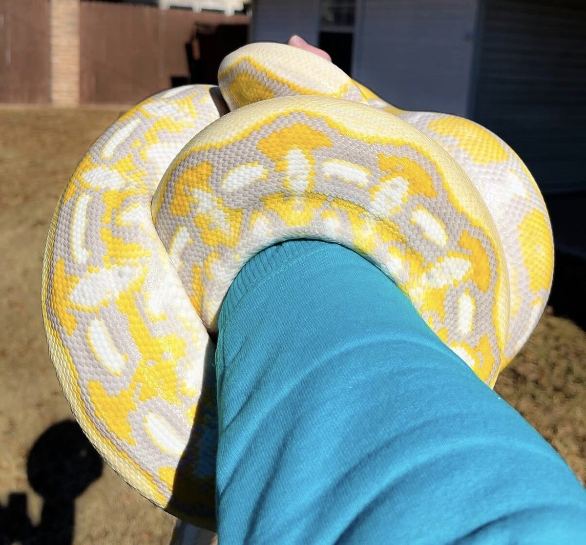 Xena the ghost tiger reticulated python coiled on Gilly's arm