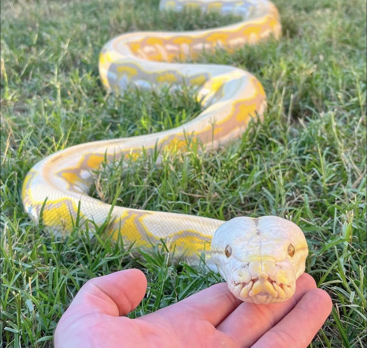 Xena stretched out on the grass