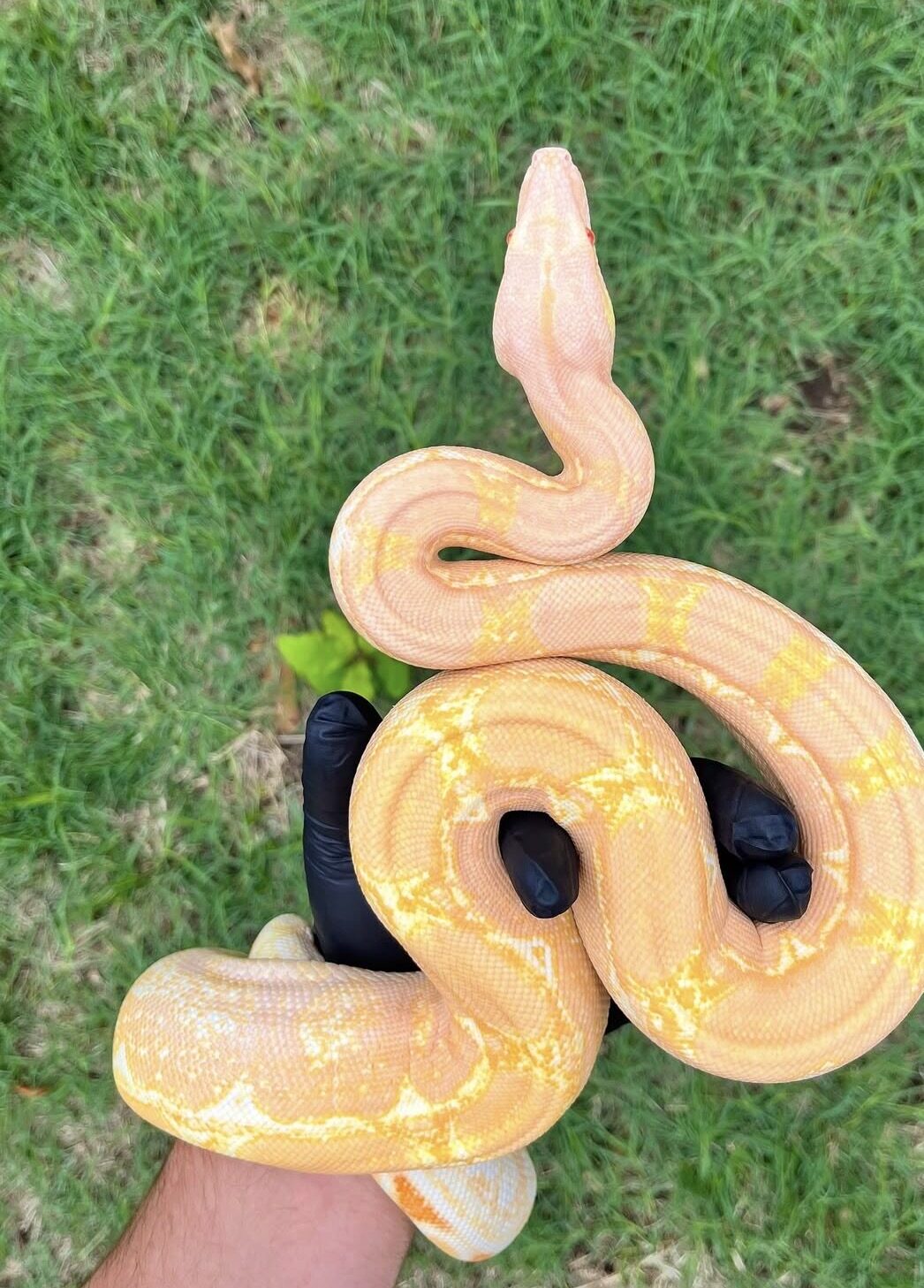 Zo the boa on a gloved hand in the grass