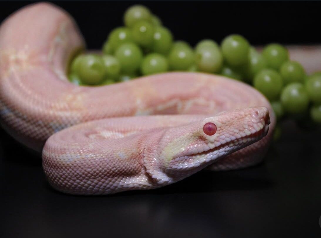 Zo close-up with grapes