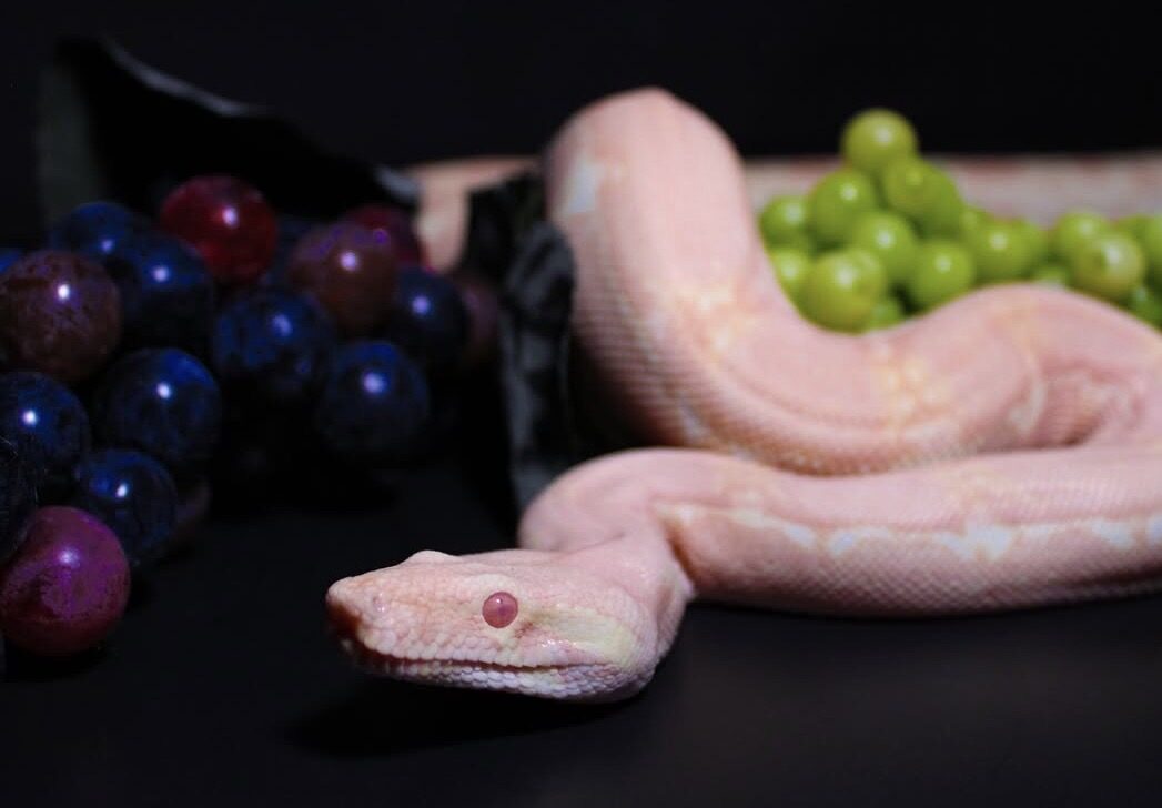 Zo stretched out by grapes